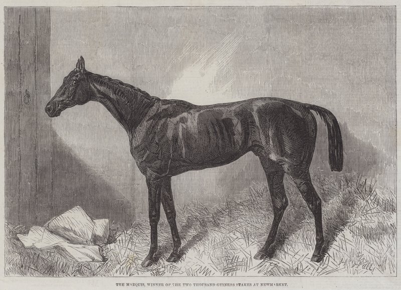 The Marquis, Winner of the Two Thousand Guineas Stakes at Newmarket by Harry Hall