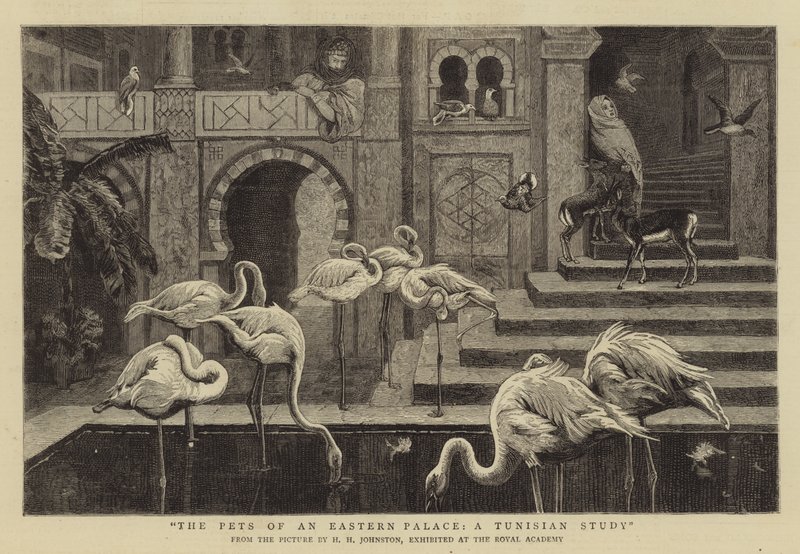 The Pets of an Eastern Palace, a Tunisian Study by Harry Hamilton Johnston