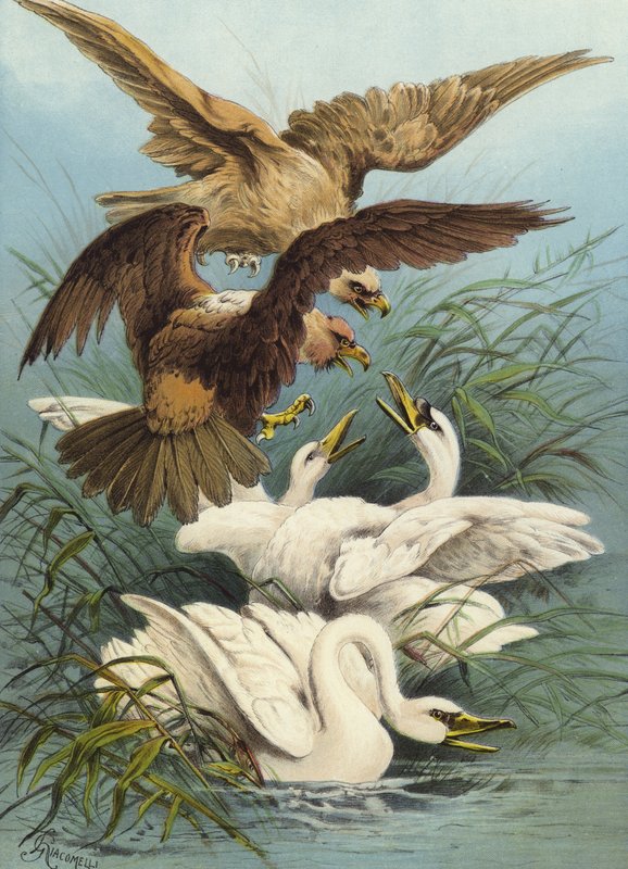 Swans and Eagles by Hector Giacomelli