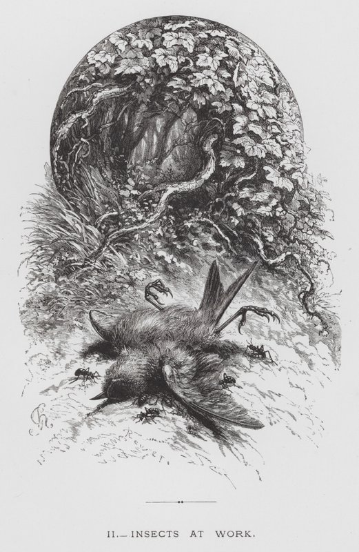 The Insect: Insects at Work by Hector Giacomelli