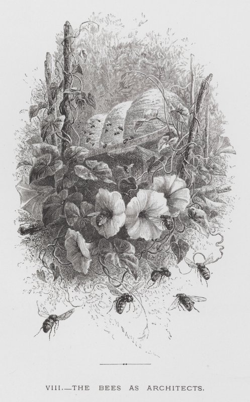 The Insect: The Bees as Architects by Hector Giacomelli