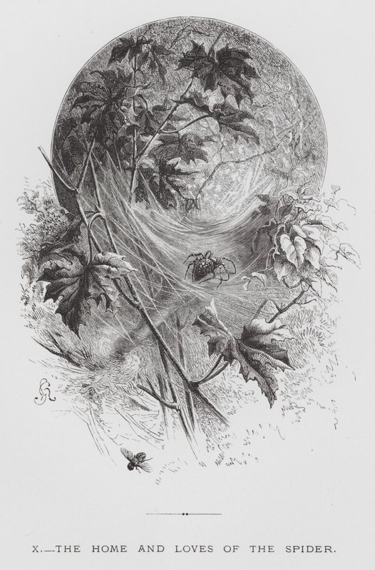 The Insect: The Home and Loves of the Spider by Hector Giacomelli