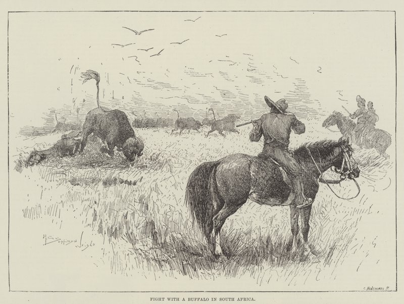 Fight with a Buffalo in South Africa by Henry Charles Seppings Wright
