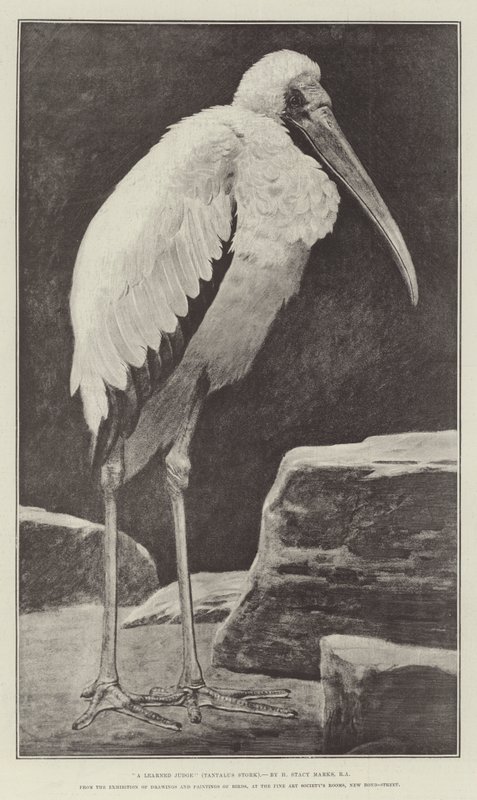 A Learned Judge (Tantalus Stork), from the Exhibition of Drawings and Paintings of Birds, at the Fine Art Society