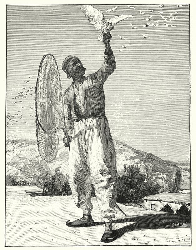 Snaring birds in housetop in the East by Henry Andrew Harper