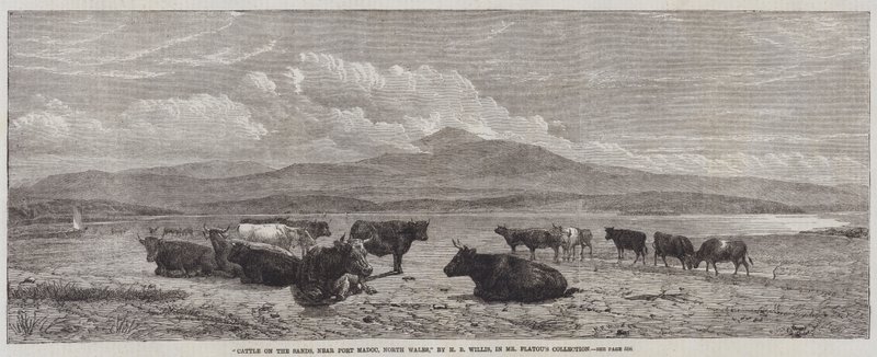 Cattle on the Sands, near Port Madoc, North Wales by Henry Brittan Willis
