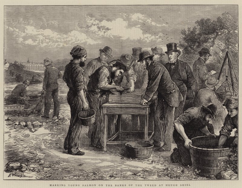 Marking Young Salmon on the Banks of the Tweed at Heugh Shiel by Henry Woods