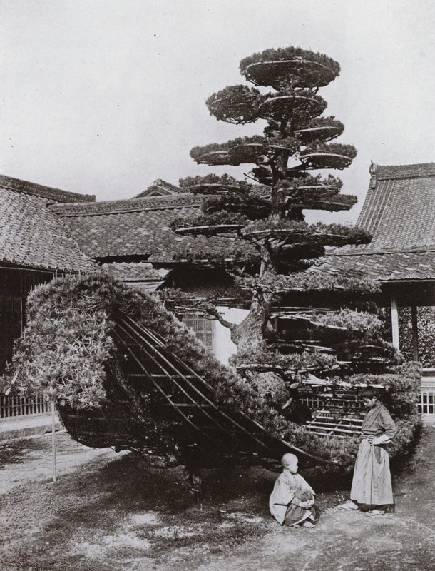 The Pine-Tree Junk at Kinkakuji by Herbert Ponting