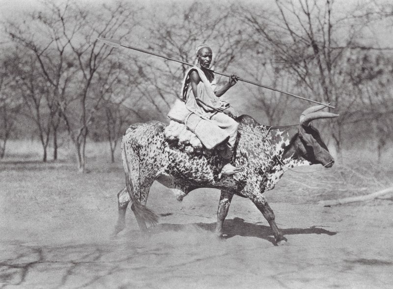 Africa: Aulad Hamid ox-rider by Hugo Adolf Bernatzik