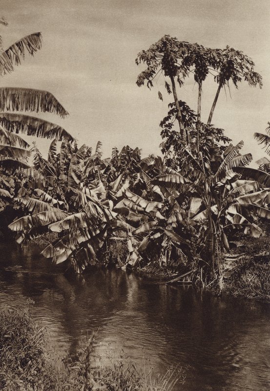 Mexico: Bananas and Papayas, Vera Cruz State by Hugo Brehme