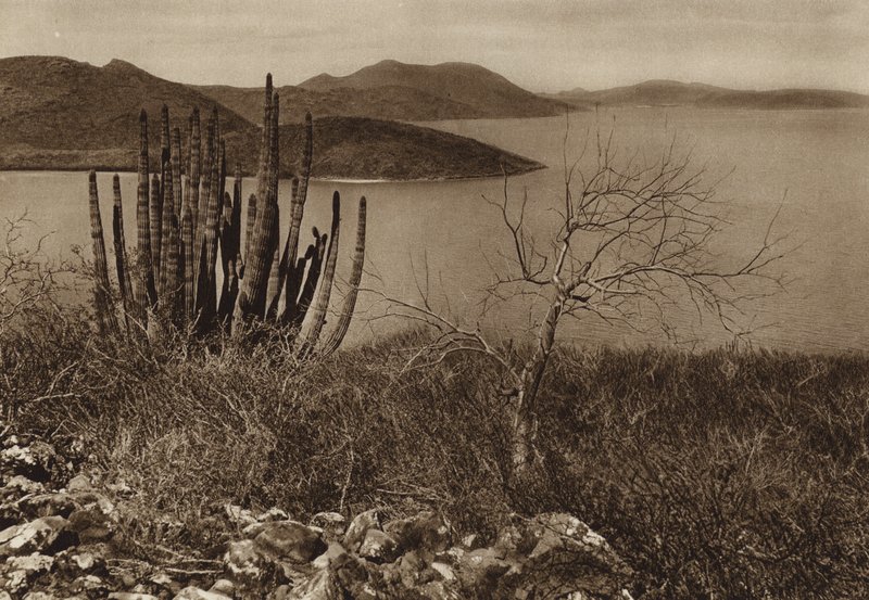 Mexico: Near the coast of Baja California by Hugo Brehme