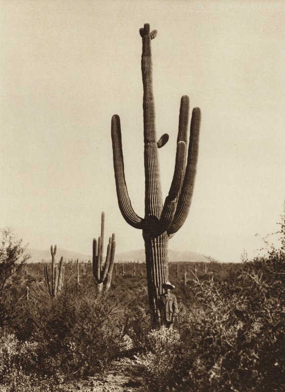 Mexico: "Cereus giganteus" around Magdalena, Sonora State by Hugo Brehme