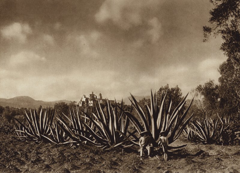 Mexico: Surroundings of Tepepam with Agave Field by Hugo Brehme