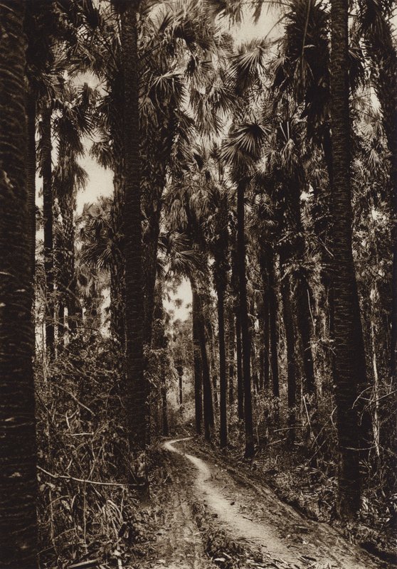 Mexico: Tamasopo, Palm Grove by Hugo Brehme