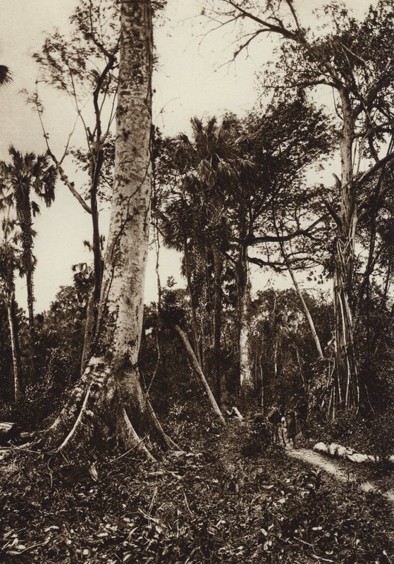 Mexico: Tamasopo, Virgin Forest Panorama by Hugo Brehme