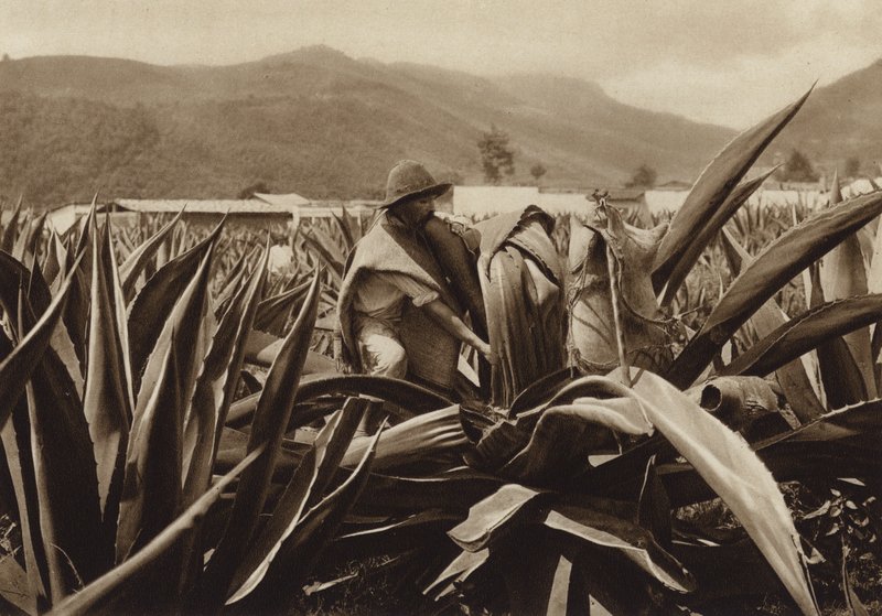 Mexico: Tlachiquero Sucking Pulque from an Agave Plant by Hugo Brehme