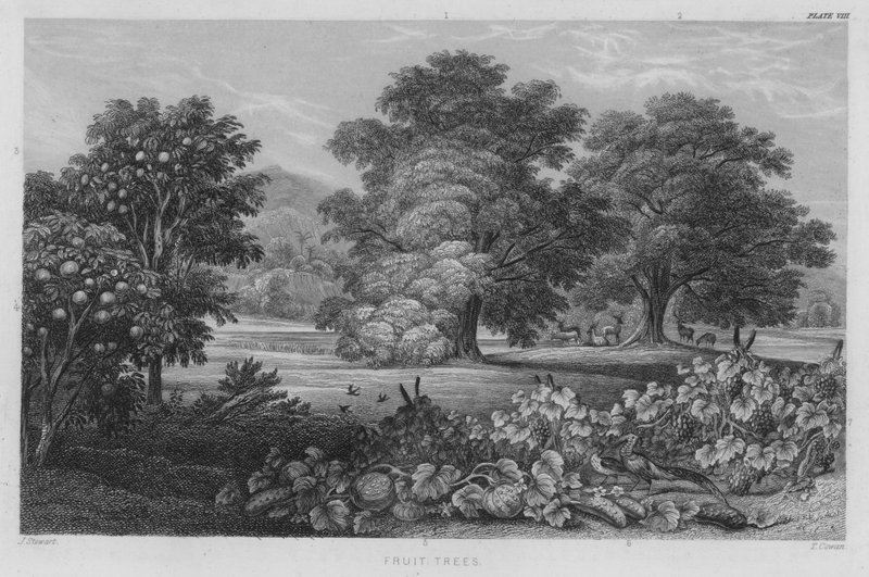 Fruit Trees by J. (after) Stewart