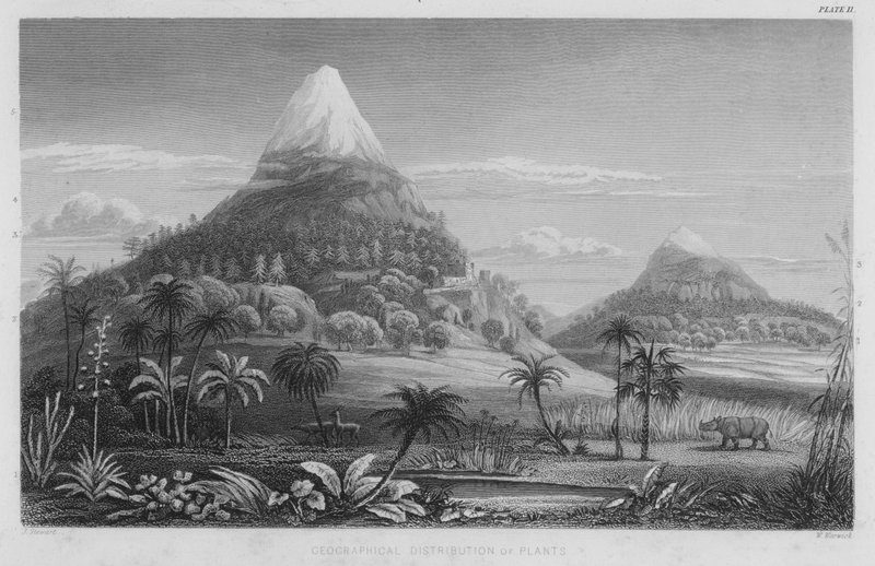 Geographical Distribution of Plants by J. (after) Stewart