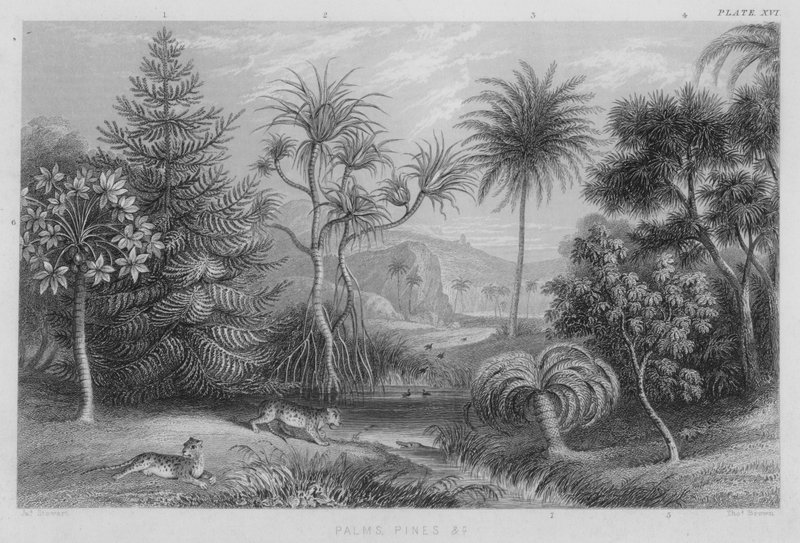Palms, Pines etc by J. (after) Stewart