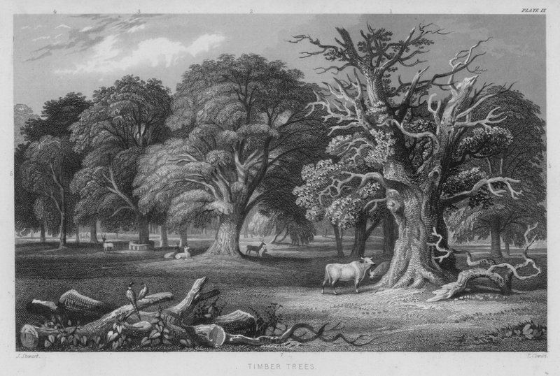 Timber Trees by J. (after) Stewart