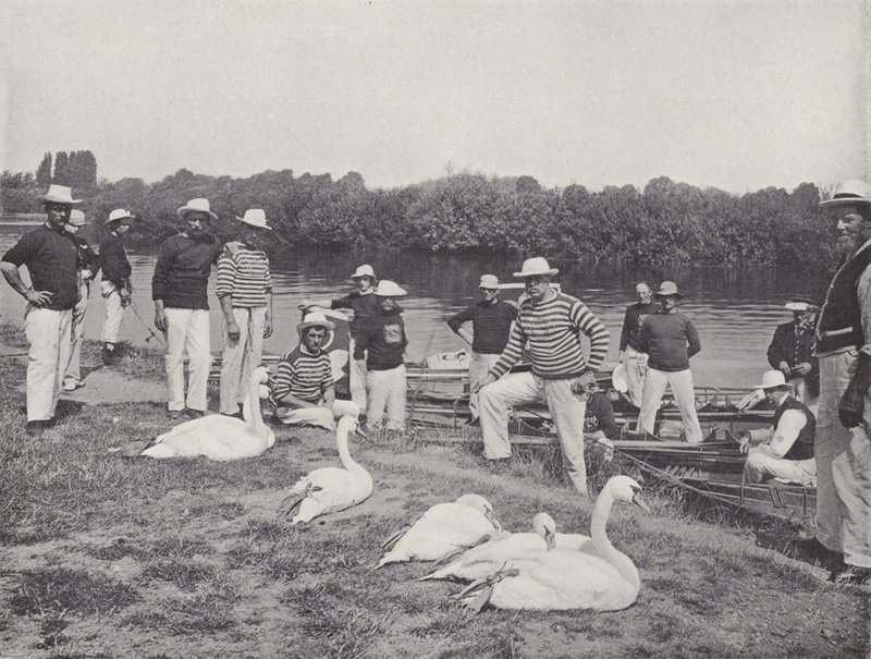 Swan Upping on the Thames, Examining the Old Birds by J. Benjamin Stone