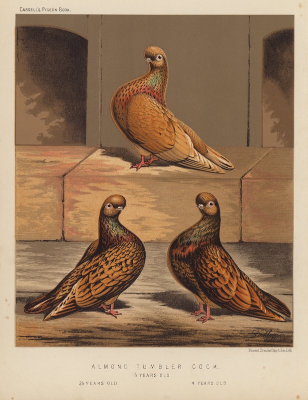 Pigeons: Almond Tumbler Cock by J. W. (after) Ludlow
