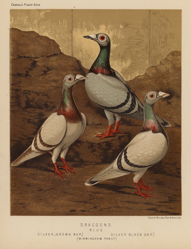 Pigeons: Dragoons, Blue, Silver, Brown Bar, Silver, Black Bar, Birmingham Fancy by J. W. (after) Ludlow