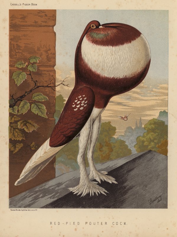 Pigeons: Red-Pied Pouter Cock by J. W. (after) Ludlow