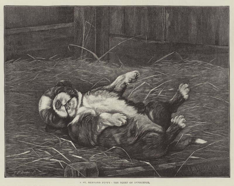 A St Bernard Puppy, the Sleep of Innocence by James E. Bourhill