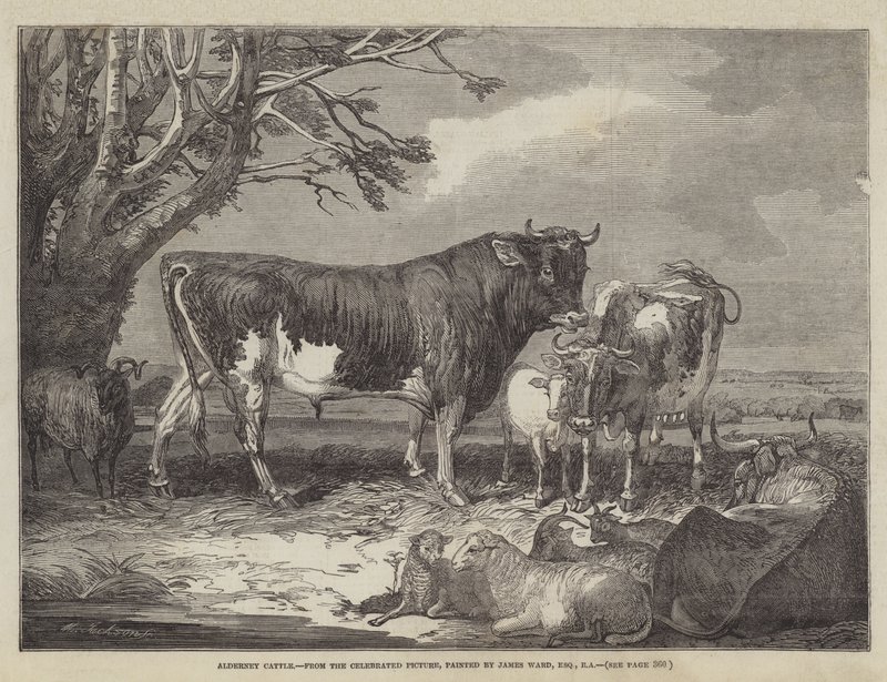 Alderney Cattle by James Ward