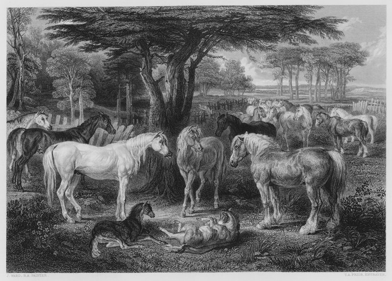 The Council of Horses, from the picture in the Vernon Gallery by James after Ward