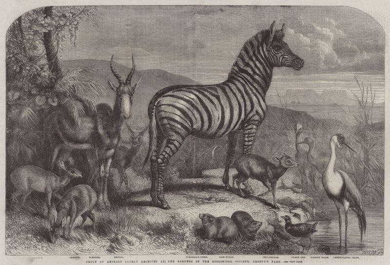 Group of Animals Lately Received at the Gardens of the Zoological Society, Regent