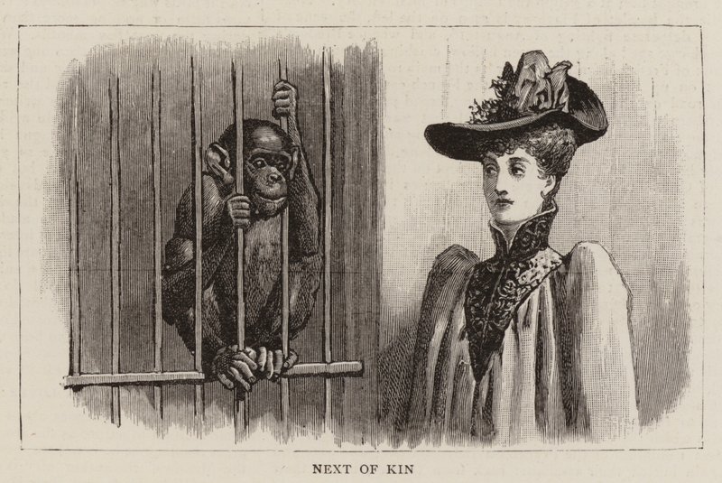 Wanderings in the Zoo by John Charles Dollman