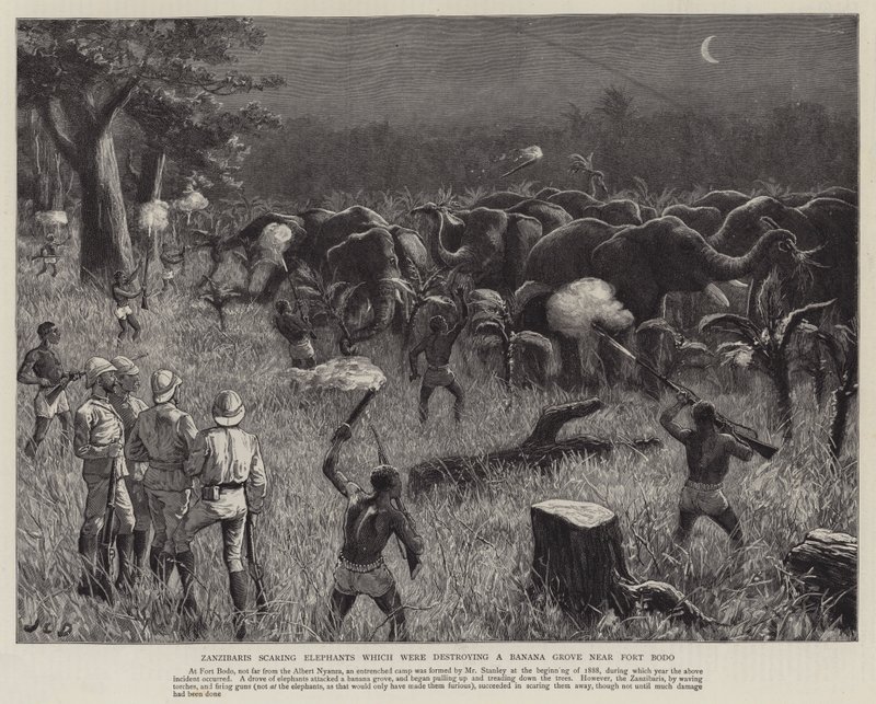 Zanzibaris scaring Elephants which were destroying a Banana Grove near Fort Bodo by John Charles Dollman