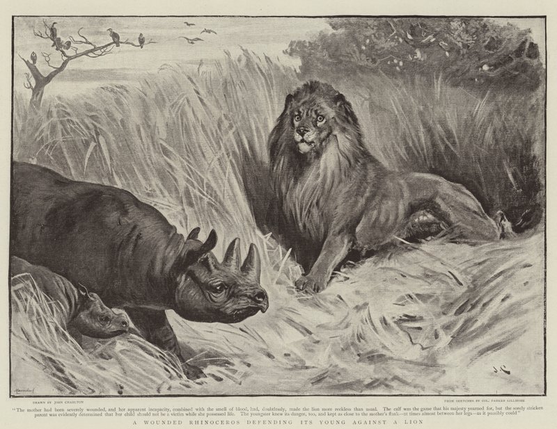 A Wounded Rhinoceros Defending Its Young Against a Lion by John Charlton