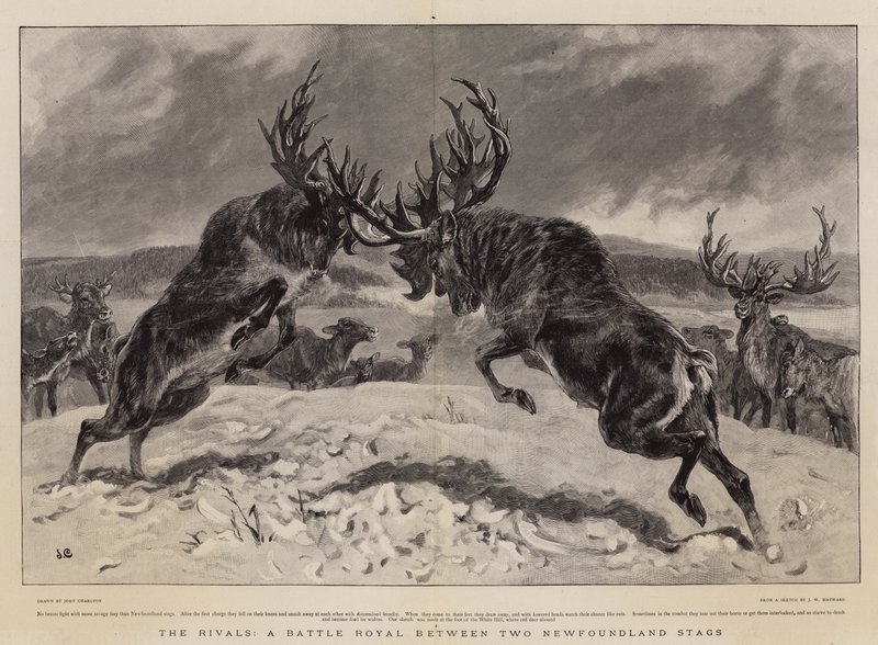 The Rivals, a Battle Royal between two Newfoundland Stags by John Charlton