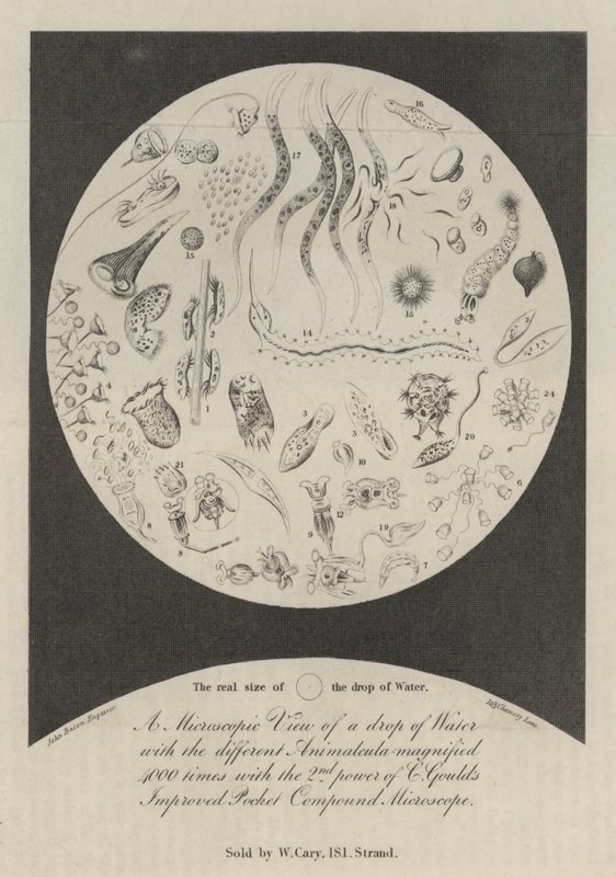 A Microscopic View of a Drop of Water by John Bacon
