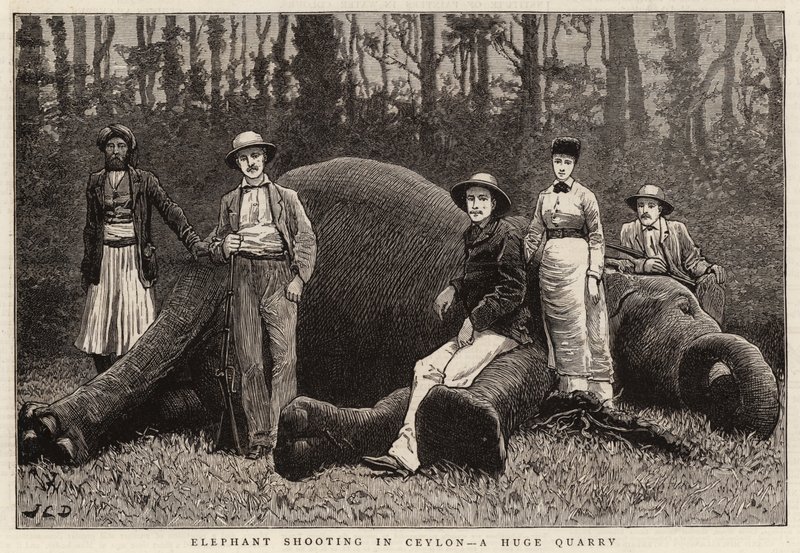 Elephant Shooting in Ceylon, a Huge Quarry by John Charles Dollman