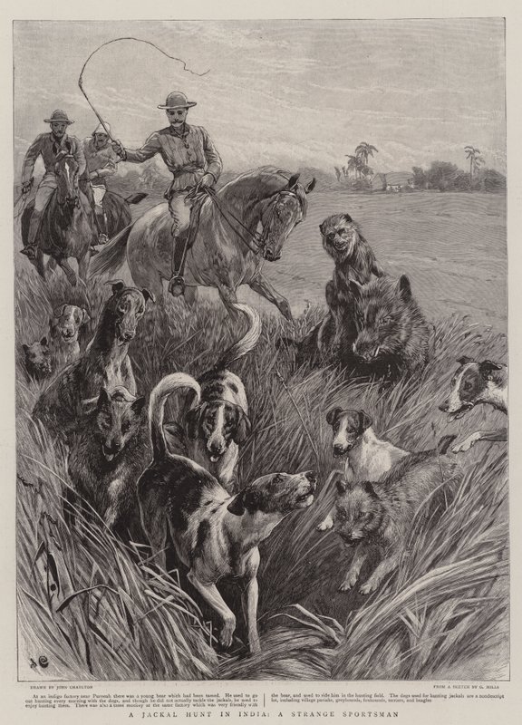 A Jackal Hunt in India, a Strange Sportsman by John Charlton