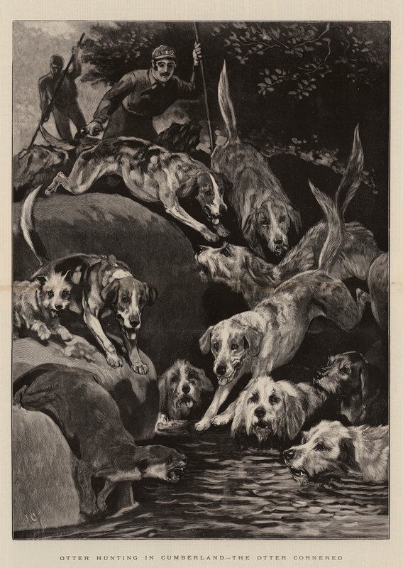 Otter Hunting in Cumberland, the Otter cornered by John Charlton