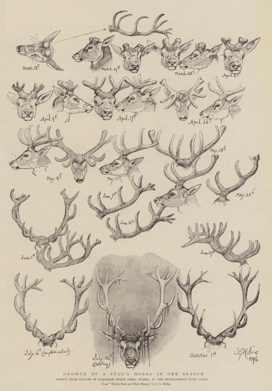 Growth of a Stag