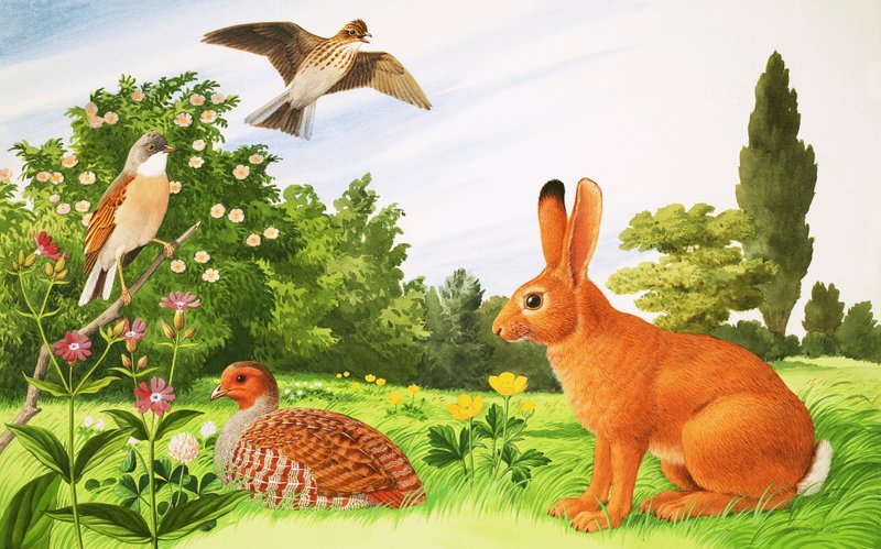 In the Corner of a Field by John Rignall