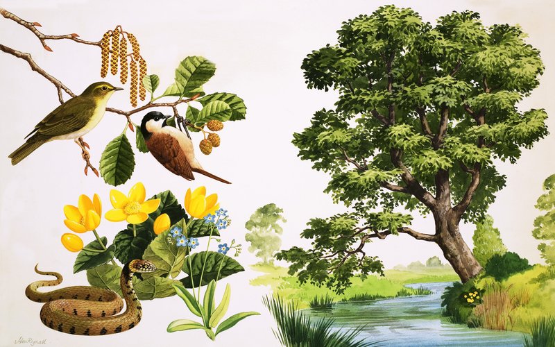 The Alder Tree and what you might find around it by John Rignall