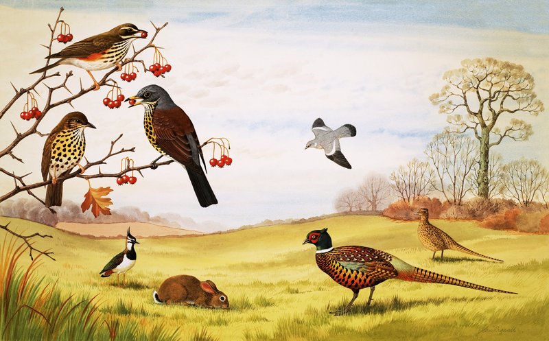 Unidentified Countryside Birds Montage Including Pheasant by John Rignall