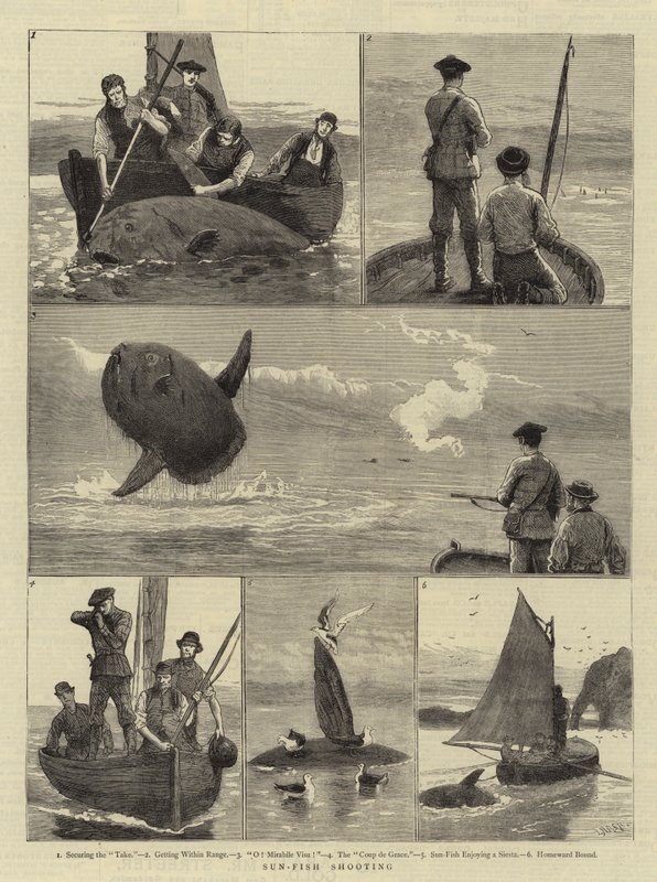 Sun-Fish Shooting by Joseph Nash