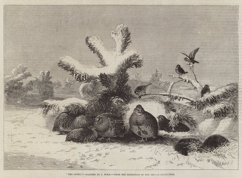 The Covey, from the Exhibition of the British Institution by Joseph Wolf