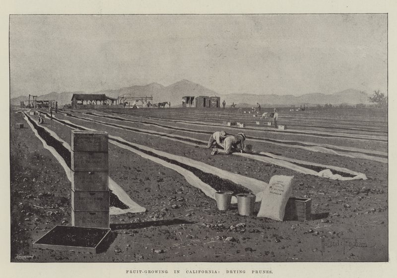 Fruit-Growing in California, Drying Prunes by Joseph Holland Tringham