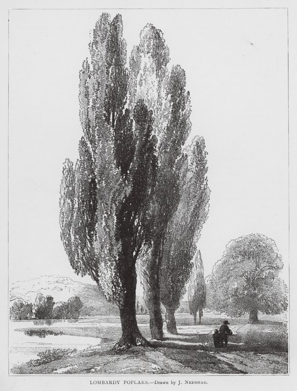 Lombardy Poplars by Joseph Needham