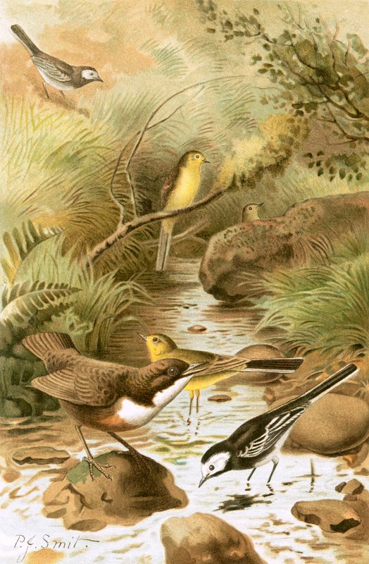 Dipper, Pied Wagtail and Yellow Wagtail by Joseph Smit