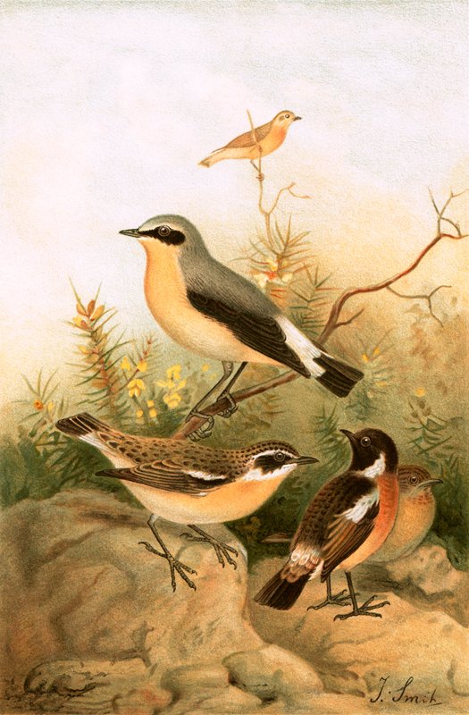Wheatear, Stonechat and Whinchat by Joseph Smit